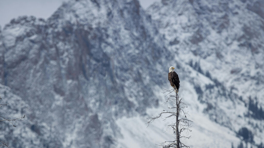 Image of Bald Eagle on a Tree in Northern Idaho in the Winter